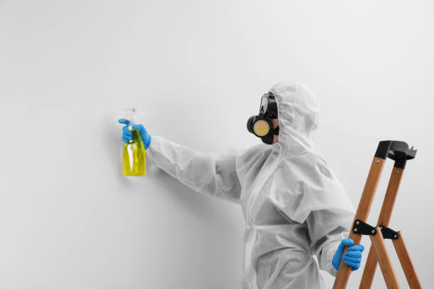 Professional Mold Removal Services in Caddo, OK